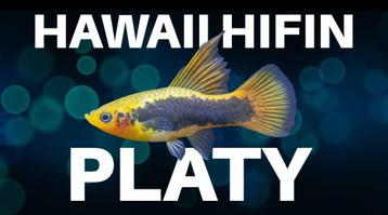 Jonge Hawaii HiFin Platys (Eigen kweek) beschikbaar voor biedingen