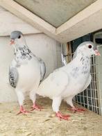 Koppel afghans duiven te koop, Dieren en Toebehoren, Meerdere dieren, Overige soorten
