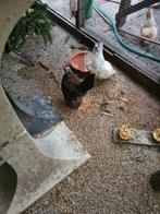 gratis serama haantje, Dieren en Toebehoren, Pluimvee, Mannelijk, Kip