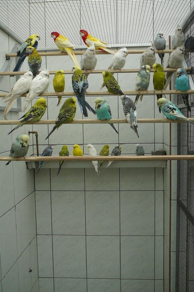 GEZOCHT parkieten, kanaries en tropische vogels, Dieren en Toebehoren, Vogels | Overige Vogels, Meerdere dieren