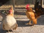 Shabo haantje te ruil gezocht, Dieren en Toebehoren, Kip, Mannelijk