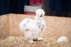 Gezocht Paint / mottled zijdehoen Hen, Dieren en Toebehoren, Pluimvee, Vrouwelijk, Kip