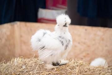 Gezocht Paint / mottled zijdehoen Hen, Dieren en Toebehoren, Pluimvee, Kip, Vrouwelijk