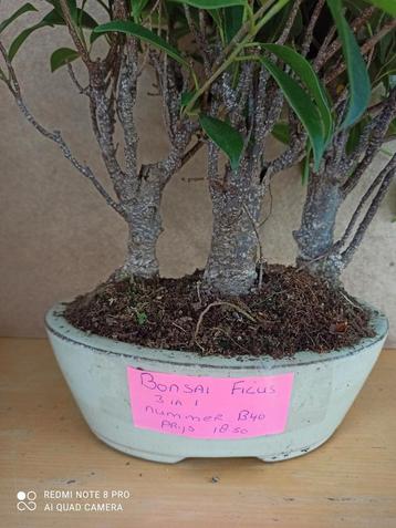 Bonsai Ficus in potmaat 20 nummer b40 zitten er drie in  beschikbaar voor biedingen