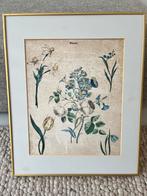 Botanical  Print  framed possibly hand colored, Antiek en Kunst, Kunst | Litho's en Zeefdrukken, Ophalen of Verzenden