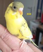 Bonte blackface, Mannelijk, Parkiet, Geringd