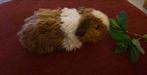 Uni Toys knuffel cavia, Gebruikt, Ophalen of Verzenden