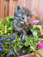Lieve, langharige en super sociale kittens, Meerdere dieren, Ontwormd, 0 tot 2 jaar