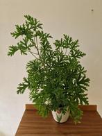 Citroenplant - geranium, Huis en Inrichting, Kamerplanten, Ophalen, Overige soorten, Minder dan 100 cm
