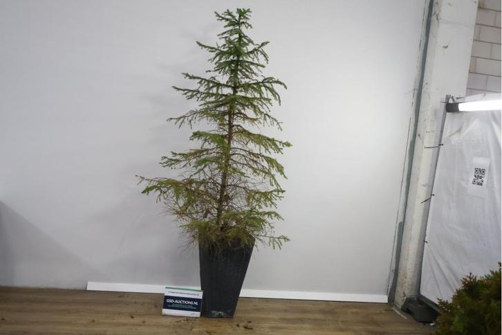 Grote Ceder in Zwarte Pot, Tuin en Terras, Planten | Bomen, Ophalen of Verzenden