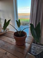 Olifantsoor (Alocasia Zebrina), Huis en Inrichting, Kamerplanten, Ophalen, Overige soorten, Halfschaduw, Minder dan 100 cm
