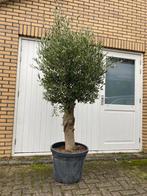 Olijfboom 170 cm winterhard dikke stam, 100 tot 250 cm, Olijfboom, Zomer, Ophalen
