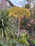 Acer op stam, Ophalen, Bloeit niet, Halfschaduw, Overige soorten