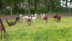 Groep alpacas, Dieren en Toebehoren, Overige Dieren, Meerdere dieren, Na 1 juli 2024