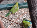 Splendid parkiet, Dieren en Toebehoren, Meerdere dieren, Parkiet, Geringd