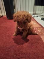 Toypoedel/dwerg, Dieren en Toebehoren, Honden | Chihuahua's en Gezelschapshonden, Poedel, Parvo, Reu, 8 tot 15 weken