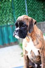 Duitse boxer jongen, Nederland, Rabiës (hondsdolheid), 8 tot 15 weken, Eén hond