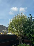 Hibiscus boom ongeveer 4 meter, Tuin en Terras, Planten | Bomen, Ophalen, Volle zon, Overige soorten