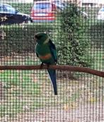 Barnard parkiet, Dieren en Toebehoren, Vogels | Parkieten en Papegaaien, Mannelijk, Parkiet, Geringd