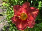 Hemocralissen ofwel eendags lelie, Volle zon, Vaste plant, Zomer, Ophalen