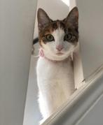 2 hechte poezen dringend op zoek naar een nieuw thuis, Poes, Kortharig, 0 tot 2 jaar