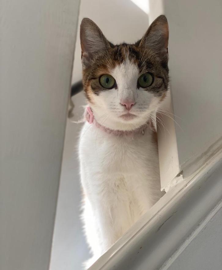 2 hechte poezen dringend op zoek naar een nieuw thuis, Dieren en Toebehoren, Katten en Kittens | Overige Katten, Kortharig, Poes