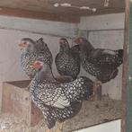 Wyandotte zilverzwart gezoomd kriel, Dieren en Toebehoren, Pluimvee, Meerdere dieren, Kip