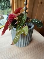 Begonia Maculata in Toffe Blauwe Pot, Tuin en Terras, Vaste plant, Halfschaduw, Zomer, Ophalen