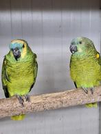 Mooi koppel blauwvoorhooft Amazone.s, Dieren en Toebehoren, Vogels | Parkieten en Papegaaien, Papegaai, Meerdere dieren, Tam