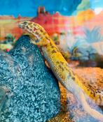 Mooie luipaard gekko vrouw, Dieren en Toebehoren, Hagedis, 0 tot 2 jaar