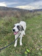 SOCIALE KNUFFELBEER DANTE HOUD VAN MENSEN,HONDEN EN WANDELEN, Dieren en Toebehoren, Honden | Niet-rashonden, Particulier, 15 weken tot 1 jaar