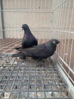 Super takla arap, Dieren en Toebehoren, Meerdere dieren, Postduif