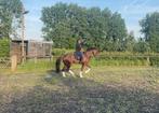 Dekhengst, Hengst