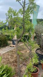 Chinese dadel, Azufaifo Ziziphus Jujuba, Overige soorten, 100 tot 250 cm, Zomer, Ophalen