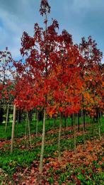 Liquidambar styraciflua 'Worplesdon' (Amberboom)🌿🍁, Tuin en Terras, Planten | Bomen, Ophalen, Volle zon