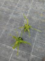 Lonicera nitida maigrun (struikkamperfoelie, Tuin en Terras, Ophalen, Bodembedekkers, Vaste plant, Bloeit niet