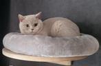 Brits (e) korthaar poesje lilac (licht grijs van  kleur), Dieren en Toebehoren, Katten en Kittens | Raskatten | Korthaar, Poes