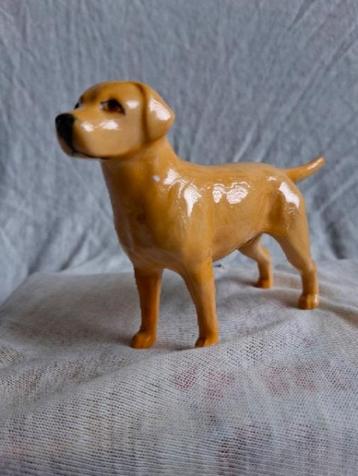 Golden retriever labrador Beswick beschikbaar voor biedingen