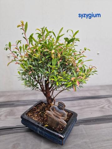 Syzygium bonsai in mooi keramiek schaaltje beschikbaar voor biedingen