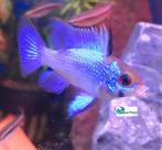 Mikrogeophagus ramirezi "Electric Blue", Dieren en Toebehoren, Vissen | Aquariumvissen, Vis, Zoetwatervis
