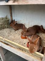 Jonge rode nieuw Zeelanders konijnen, Geslacht onbekend, Overige typen, Tam, Oktober