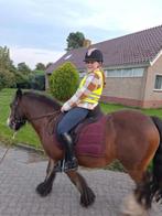 Verzorgpony gezocht !!, Dieren en Toebehoren, Paarden en Pony's | Verzorgingsproducten, Ophalen of Verzenden