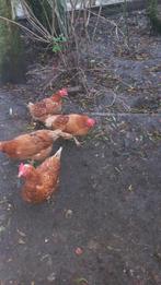 Legkippen, Dieren en Toebehoren, Pluimvee, Vrouwelijk, Kip