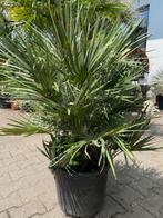 Chamaerops Humilis of Europese dwergpalm NU €55,-, Ophalen, Overige soorten, Struik, Minder dan 100 cm