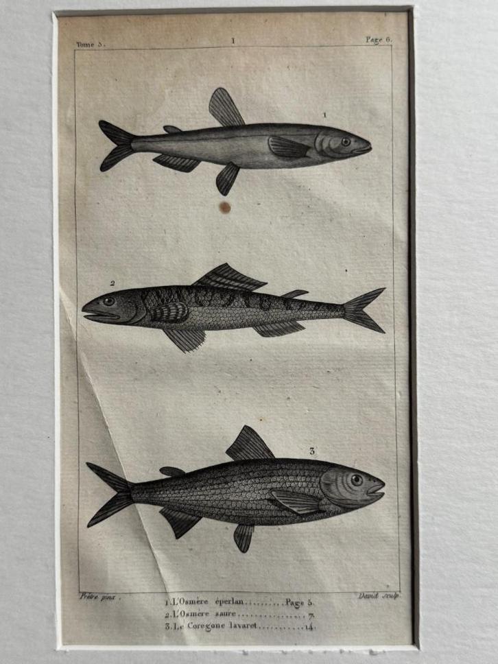 O U D 1812 - vissen gravure - plate 6, Antiek en Kunst, Kunst | Etsen en Gravures, Ophalen of Verzenden