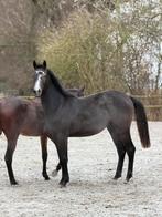 1,5 jarige Colorit merrie te koop, Dieren en Toebehoren, Paarden, Merrie, Springpaard, Gechipt, Niet van toepassing