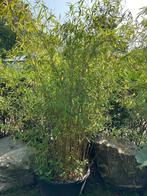 Bamboe Winterjoy, Tuin en Terras, Planten | Tuinplanten, Vaste plant, Bloeit niet, Halfschaduw, Ophalen