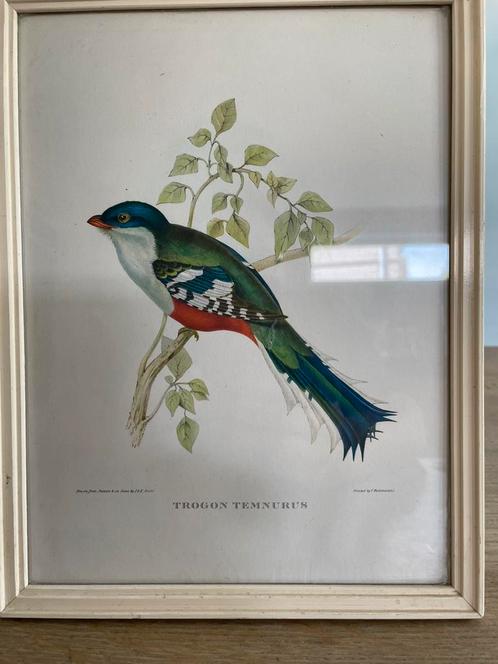Een prachtige vintage vogelprent van John Gould, Antiek en Kunst, Kunst | Litho's en Zeefdrukken, Ophalen of Verzenden