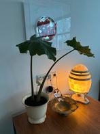 Geweldig mooie plant + pot van Valentino, Overige soorten, Minder dan 100 cm, Halfschaduw, In pot