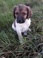 Labrador X Friese Stabij pups ( vader met stamboom), Dieren en Toebehoren, Overige rassen, CDV (hondenziekte), 8 tot 15 weken